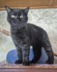 Traumhaftes Selkirk Rex Mädchen 20 Wochen sucht noch ihren Kuschelplatz auf Lebenszeit